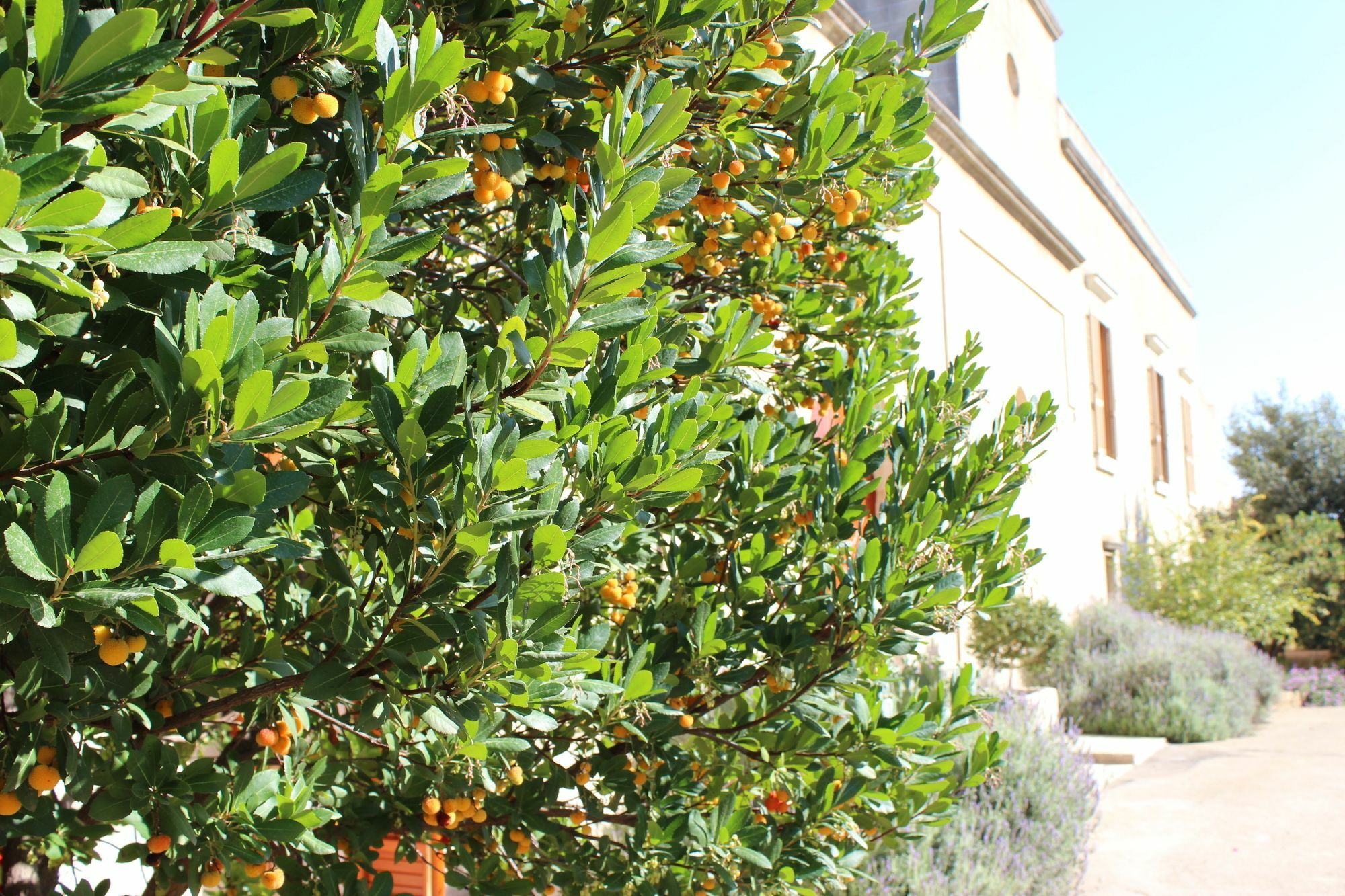 Masseria Pagani Nardò Exterior foto
